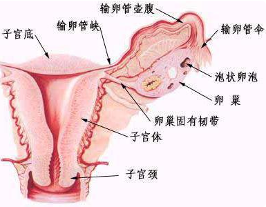附件炎的检查方法有哪些