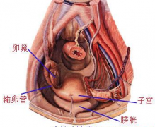 治疗盆腔炎多少钱