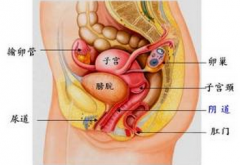 得了阴道炎多长时间能治好