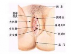 外阴炎的原因和检查